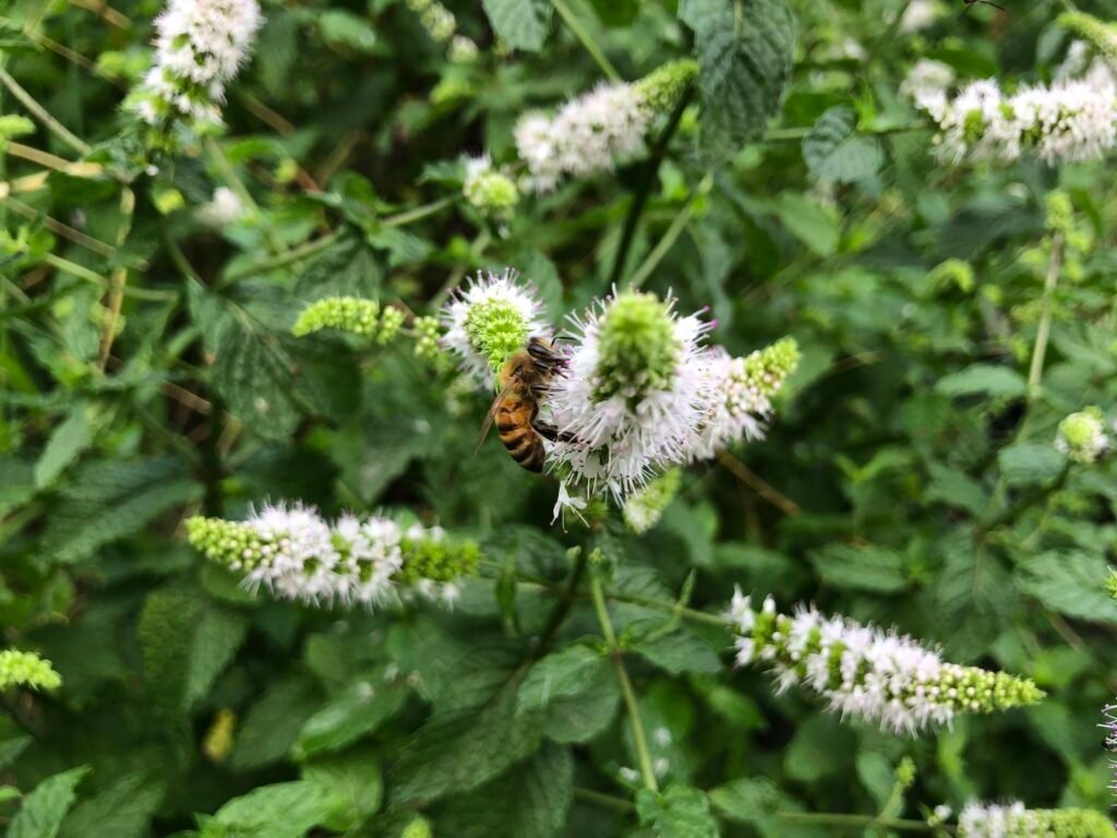 Does Bee Pollen Make Your Breasts Grow?