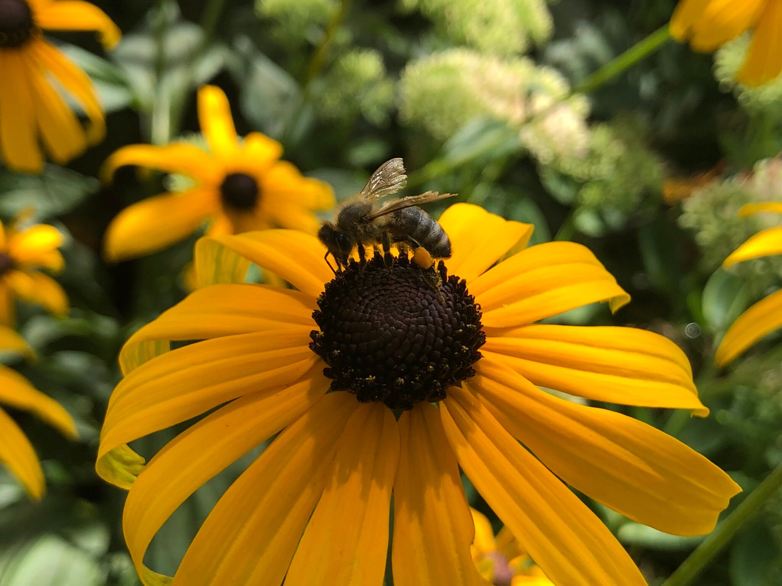 does-bee-pollen-make-your-breasts-grow