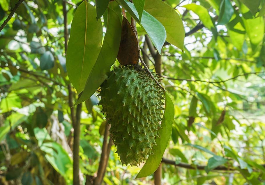 Soursop Capsules Soursop plant