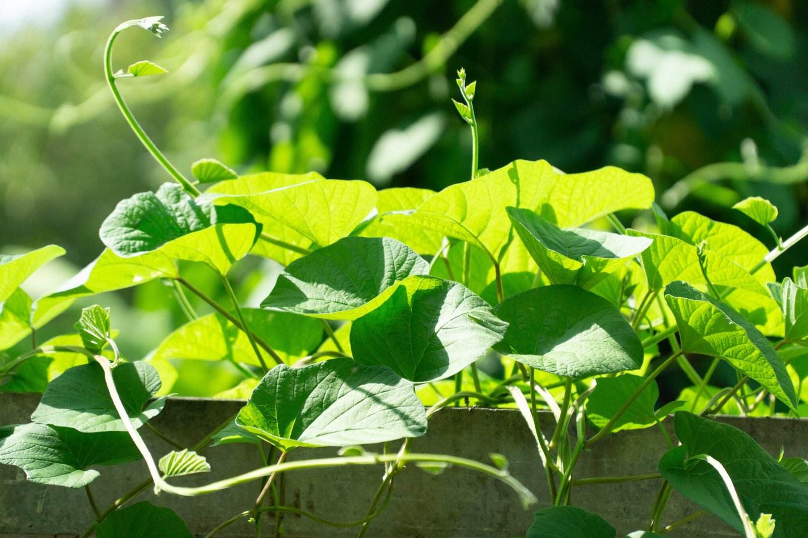 Should I Take Chlorophyll on an Empty Stomach